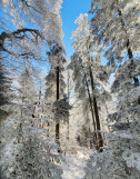 bainforet2.jpg