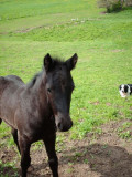 Chevaux Merens