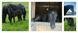 chevaux mérens