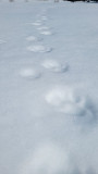 piste-loup.jpeg