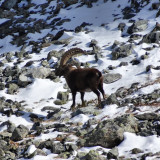 animal