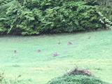 Chevreuils au-dessus de la maison