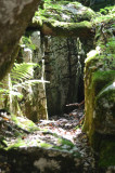 exploration-vercors-sauvage-5-nature-vercors-507380