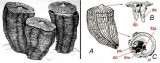vall-e-des-fossiles-2-nature-vercors-274832