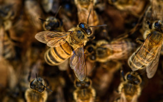Des abeilles