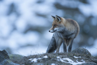 Renard