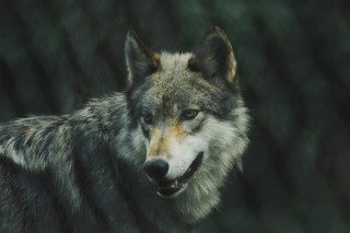 loup_vercors.jpg