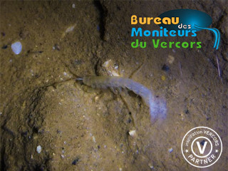 Niphargus / Spéléo Grotte de la Ture Niphargus / Spéléo Grotte de la Ture