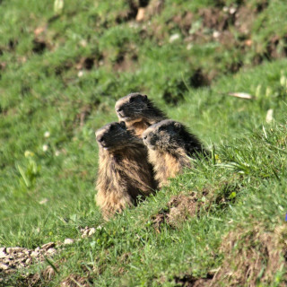 Marmottes Marmottes