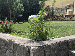 img_5197.jpeg img_5197.jpeg