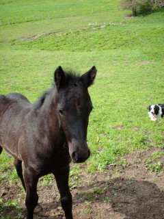 Chevaux Merens élevage