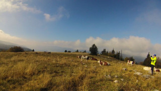 Troupeau dans le Vercors