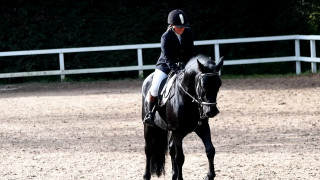 concours de dressage