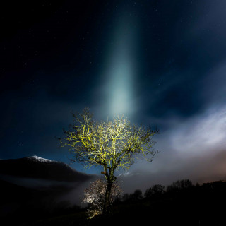 Photo de l'expositition d'Hervé Schneider - Arbre à part_Lans-en-Vercors