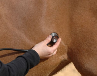 Apprenti vétérinaire