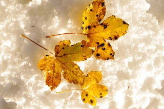 De clairières en forêts