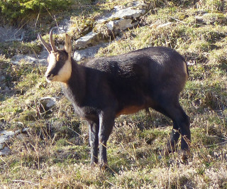 Chamois