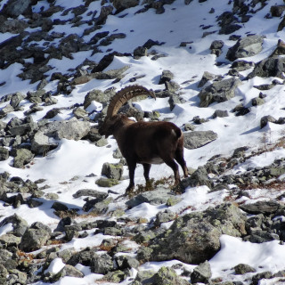 animal - © Julia Houssaye animal