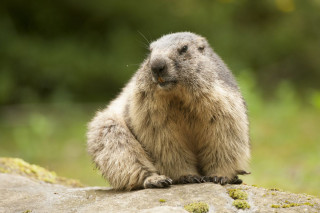 Marmotte Marmotte