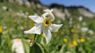 narcisse_sur_la_plaine_de_la_moliere_dp.jpg