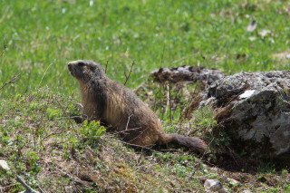Traces et indices de la faune de montagne_Autrans-Méaudre en Vercors