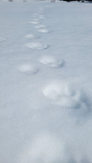 piste-loup.jpeg - © Pied-Vert piste-loup.jpeg