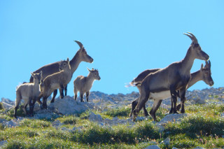 animaux - © Arcanson animaux