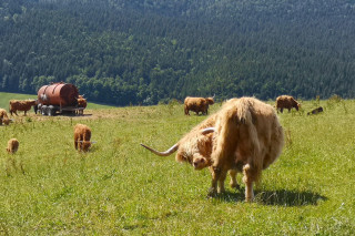 diapo_vache_paturage_meaudre.jpg - © Arcanson diapo_vache_paturage_meaudre.jpg