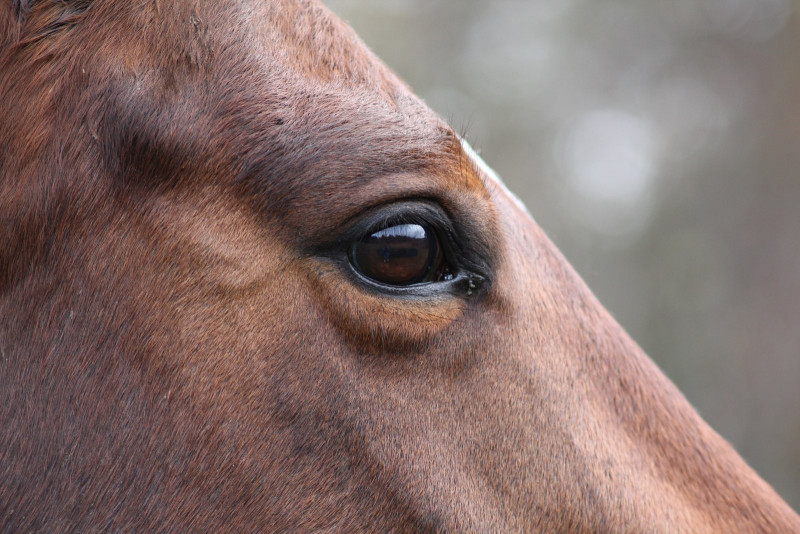 Aux palabres equestres
