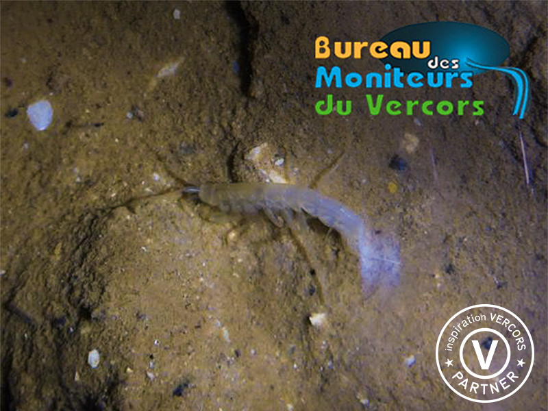 Niphargus / Spéléo Grotte de la Ture