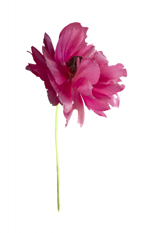 Photo d'un fleur rose de JM Désiron_Lans-en-Vercors