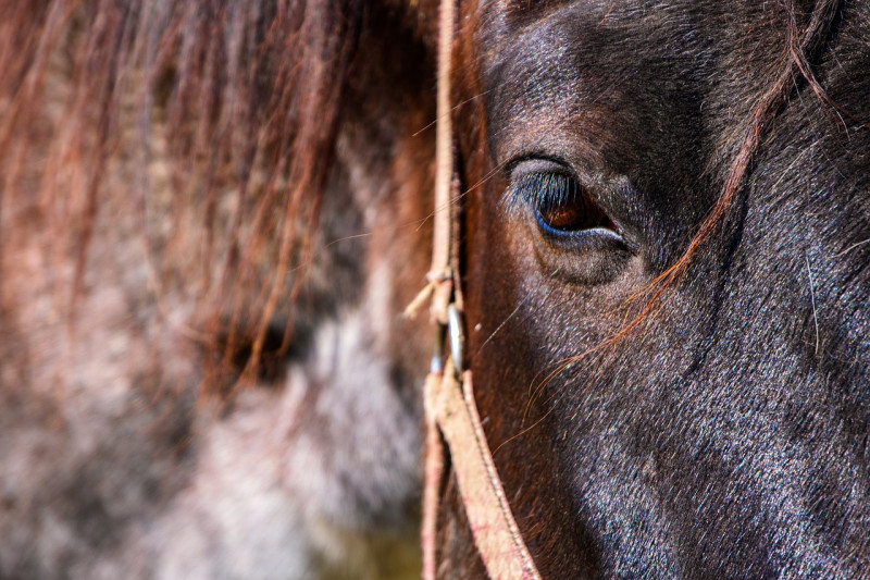 Journée Festive au Haras du Vercors_Lans-en-Vercors