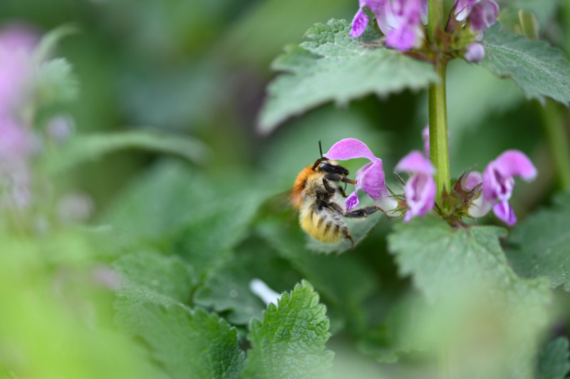 Abeilles sauvages