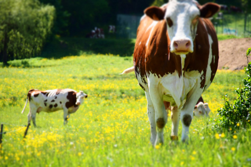 Phot vache