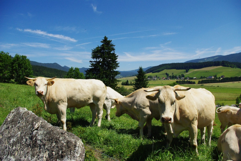 vache_colibris.jpg