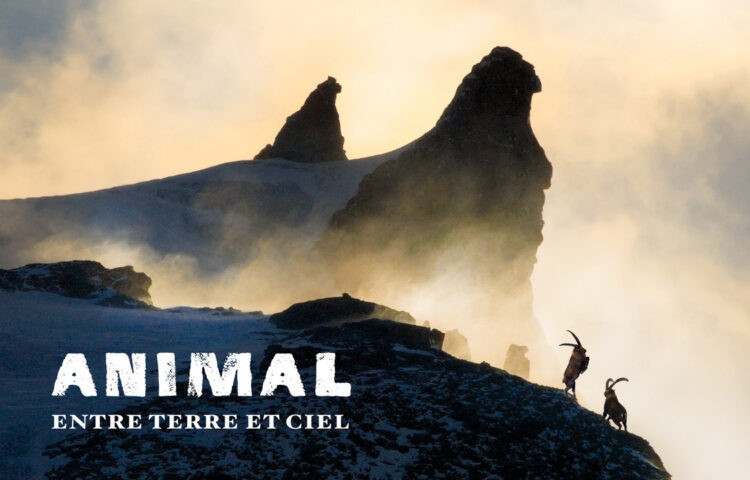 Projection du film 