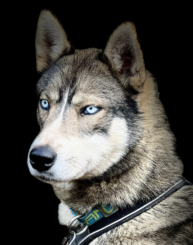 Rencontre avec les chiens nordiques_Autrans-Méaudre en Vercors