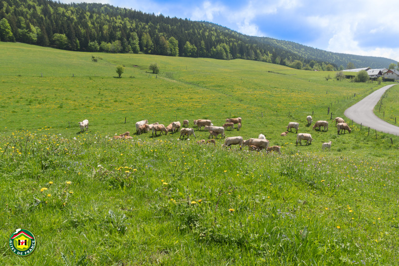 35557113.jpg.jpg 35557113.jpg.jpg