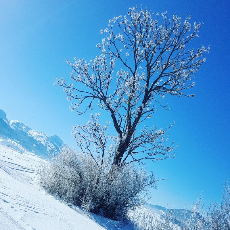 l'arbre givré l'arbre givré