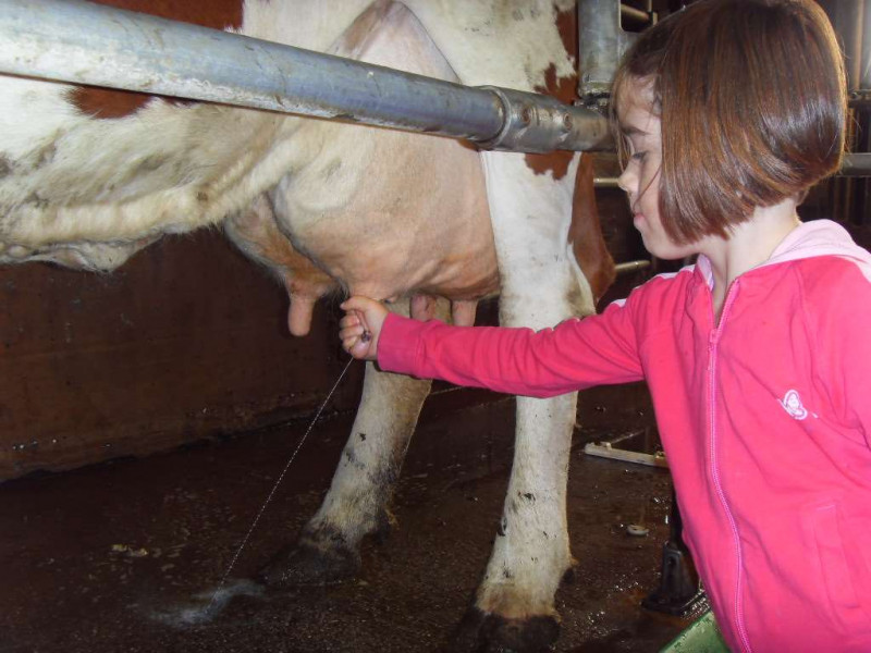 Lors de votre séjour vous pourrez vous essayer à la traite des vaches