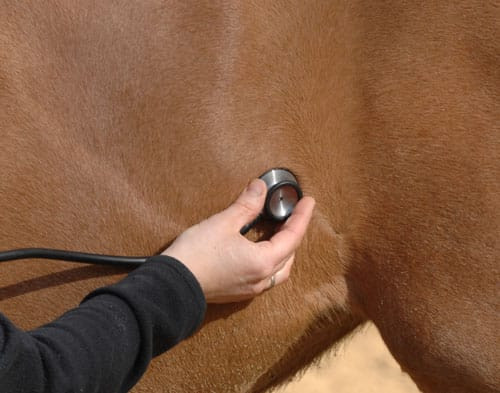 Apprenti vétérinaire