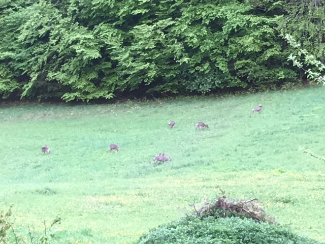 Biches au-dessus de la maison - © F. MARS Biches au-dessus de la maison