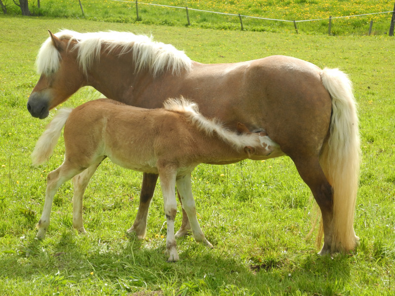 Elevage chevaux haflingers