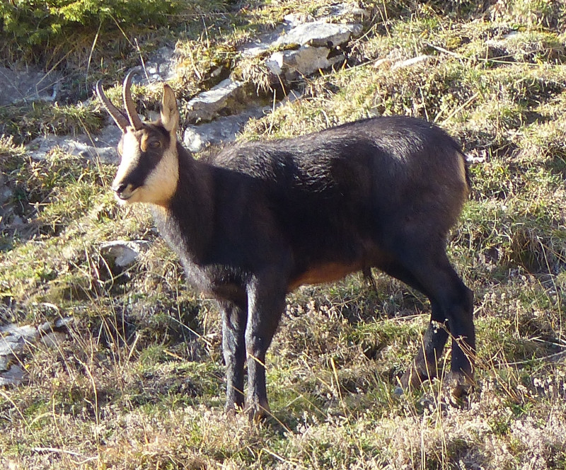 Chamois Chamois