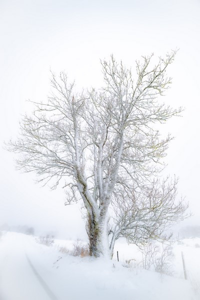Photo de l'expositition d'Hervé Schneider - Arbre à part_Lans-en-Vercors - © Hervé Schneider Photo de l'expositition d'Hervé Schneider - Arbre à part_Lans-en-Vercors