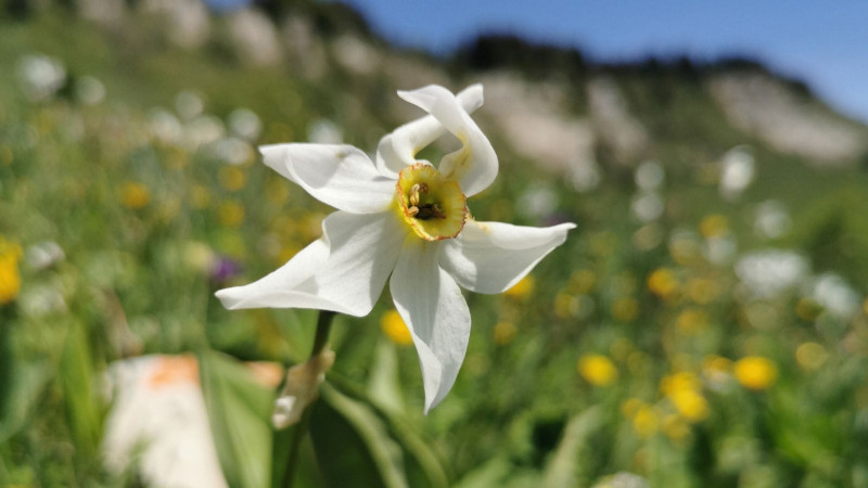 narcisse_sur_la_plaine_de_la_moliere_dp.jpg