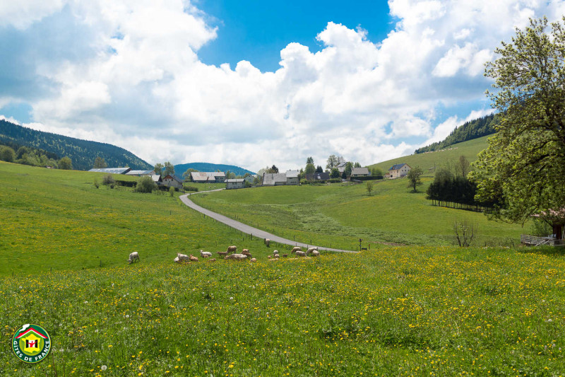 Vue du gîte sur les prés de l'exploitation