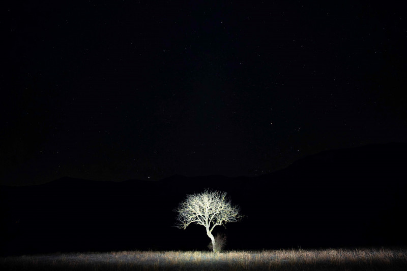 Photo Arbre de Nuit - Exposition photographique de Hervé Schneider_Lans-en-Vercors - © Hervé Schneider Photo Arbre de Nuit - Exposition photographique de Hervé Schneider_Lans-en-Vercors