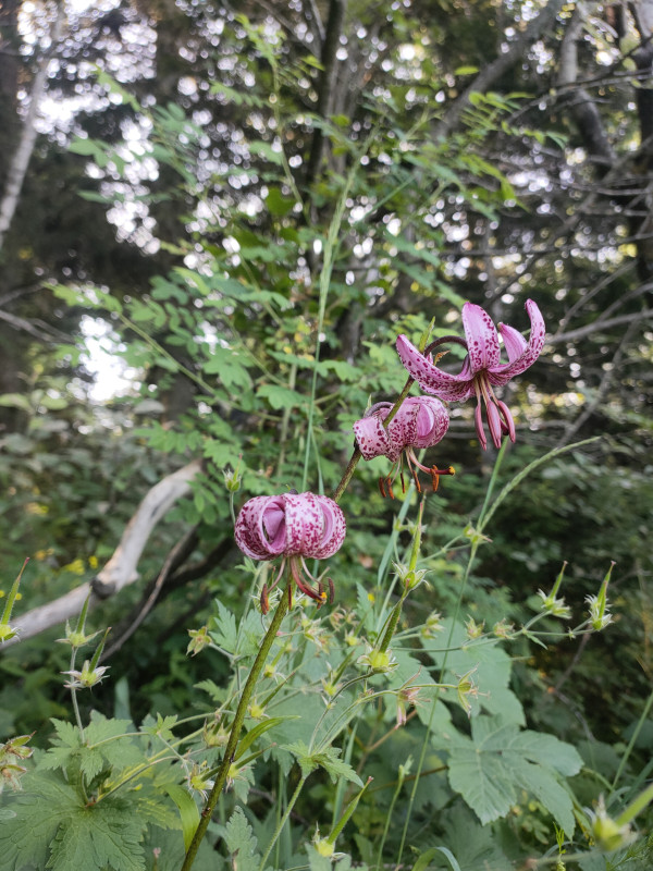 lys martagon lys martagon