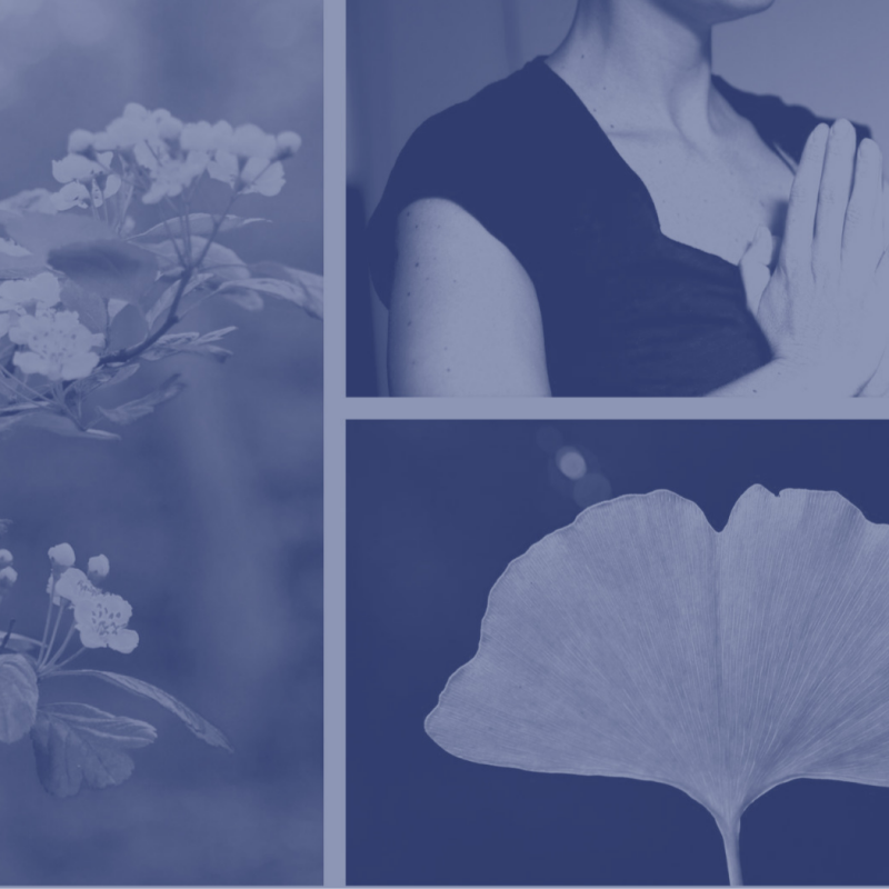 Stage yoga nature Yogasoi - © cc jonathan chantre Stage yoga nature Yogasoi